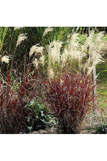 Високий міскантус у природному стилі ландшафту